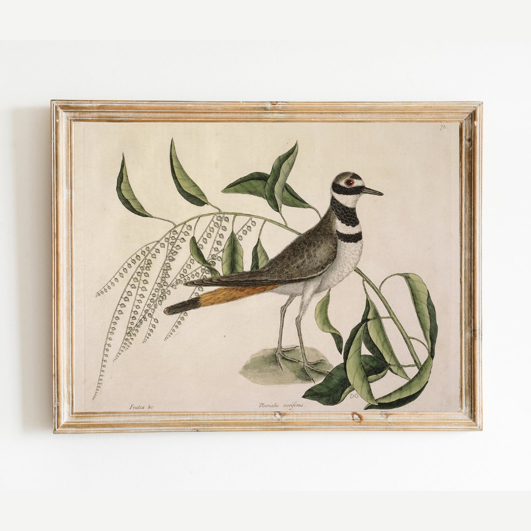 Sea to Skye - Wholesale Art Print - Plover Bird Antique Art Print2