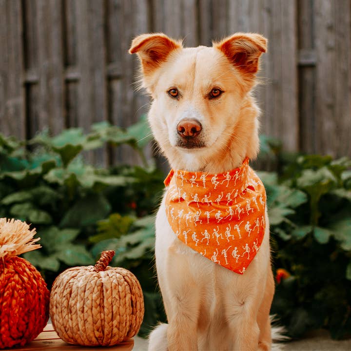 MODERNBEAST – wholesale Pet bandana – Dog – SKELETON BANDANAS