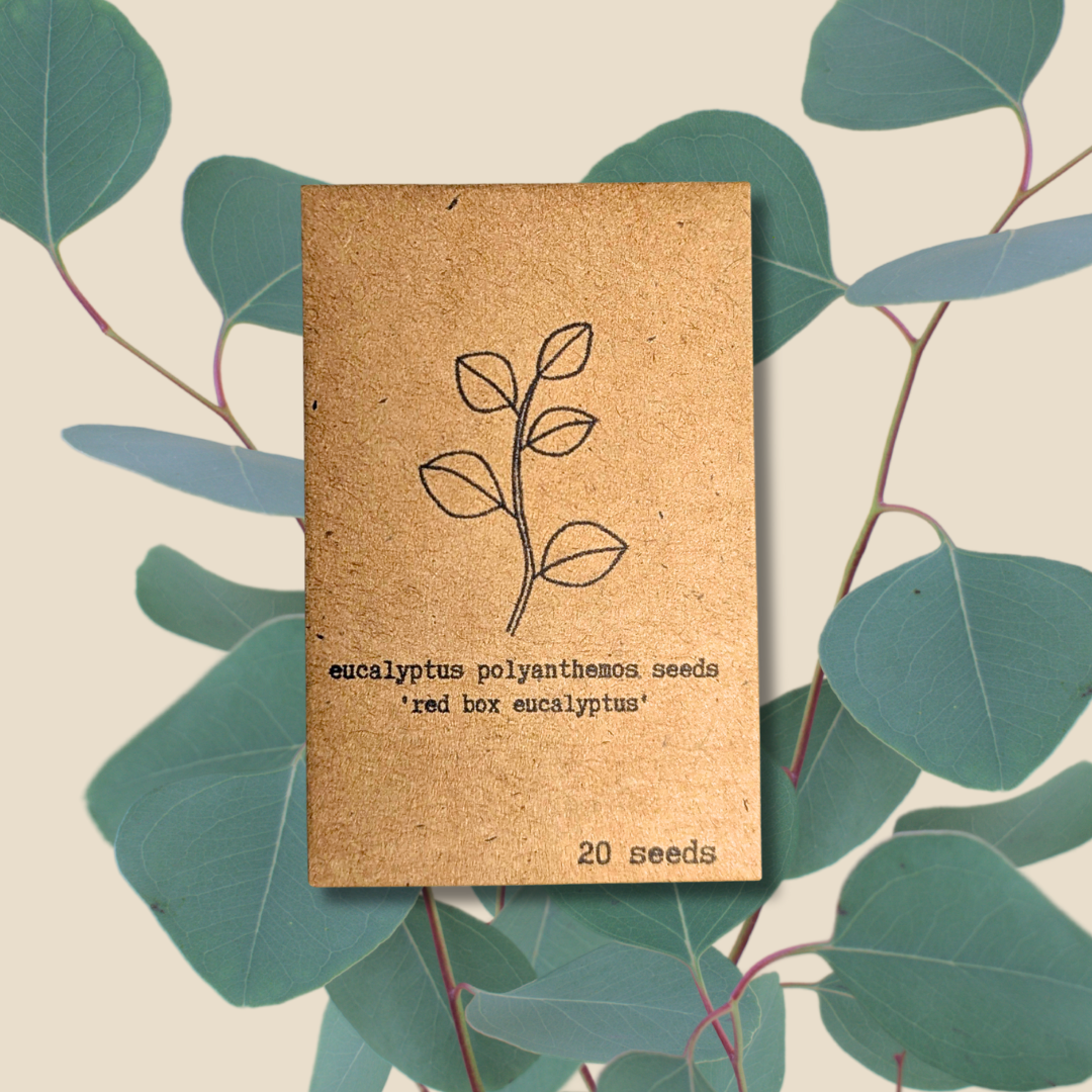 Plantflix - Vente Graines de plantes - Graines de plantes d'intérieur et de plantes tropicales11