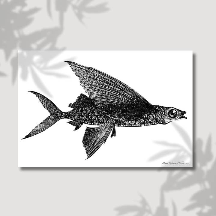 The Flying Fish for wholesale by Lison Trépos-Tanneau