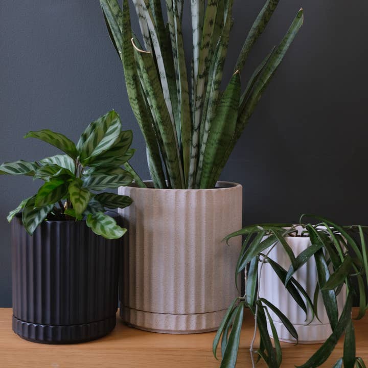 Potted - Wholesale Plant pot - Small Athens Planter White1