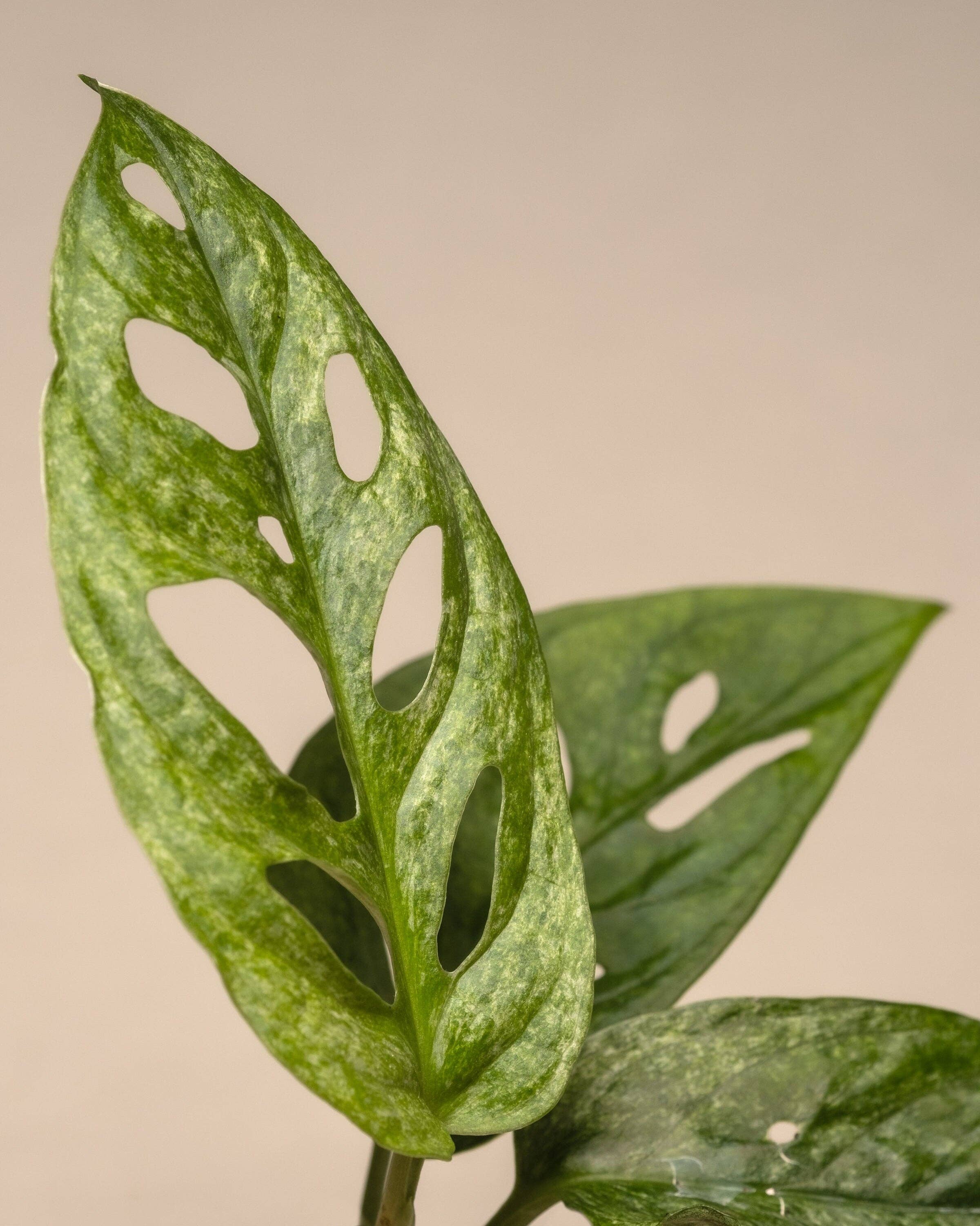 Wildestdreams.flowers – wholesale Levande växt – Monstera adansonii Monkey Mask i 6 cm kruka2