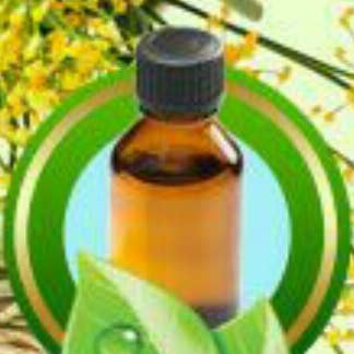 Fennikel (sød) for engroshandel hos Zia Zensations Inc.