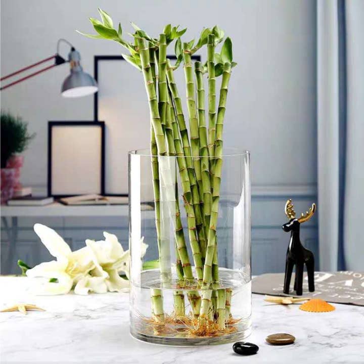 WGV International - Wholesale Vase - WGV Clear Cylinder Glass Vase - 8" x 12"H