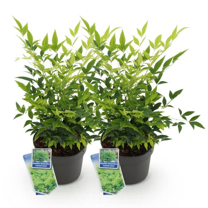 Nandina Lemon & Lime – 2 plantas 17cm altura aprox.45cm – Sempre-verde & intensamente colorido – Folhagem amarela para canteiro varanda terraço – Arbusto ornamental decorativo de fácil manutenção por atacado de Oasis of Life