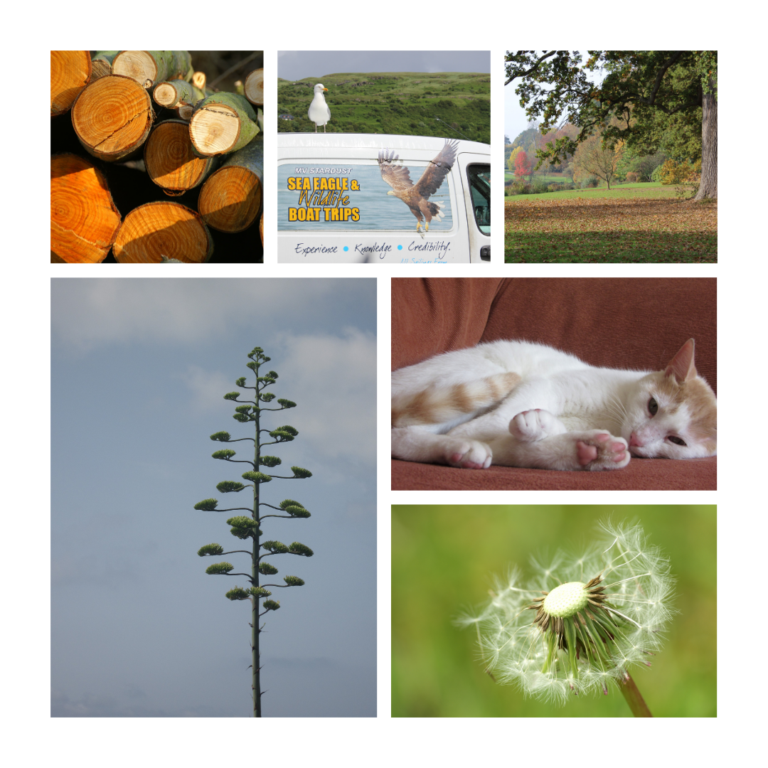 x The Fancy Firefly - Wholesale Art Print - Photography Prints - Selection from 40+ images in catalogue4