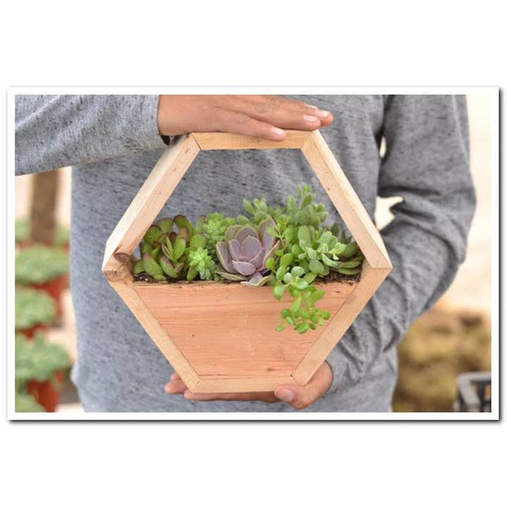 Best Plant Friend - Wholesale Succulent - Succulent Arrangement in Hexagon Wall Planter5