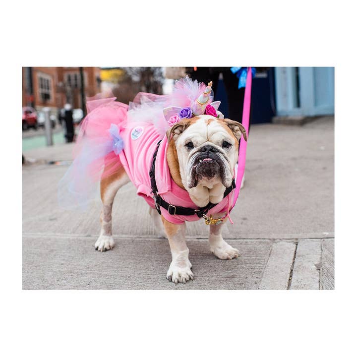 Carte de vœux Matilda le bouledogue anglais pour la vente par The Dogist