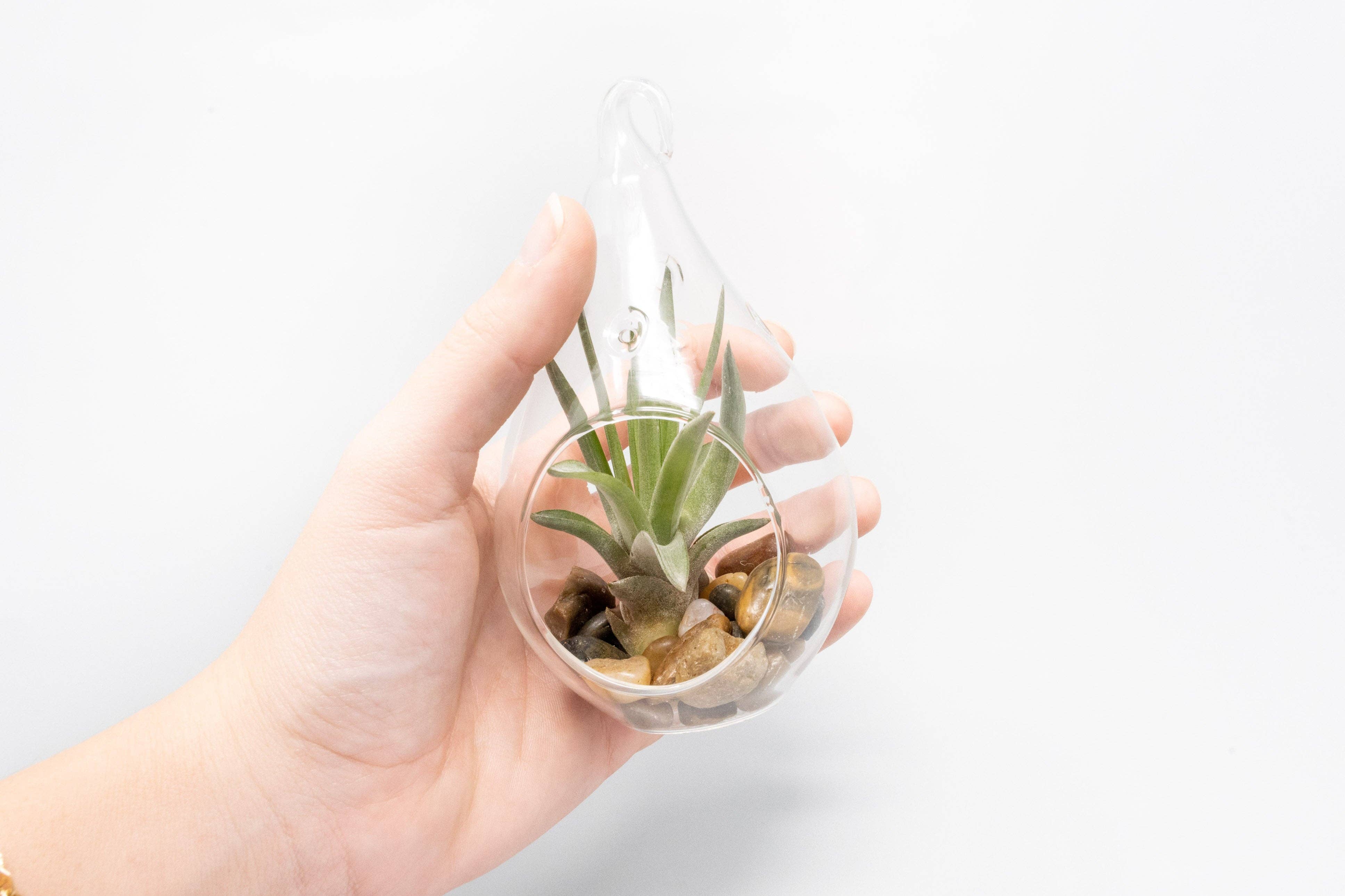 Air Plant Shop - Wholesale Retailer Display - Home & Living - Retail-Ready Easy Table Display Variety Bundle7