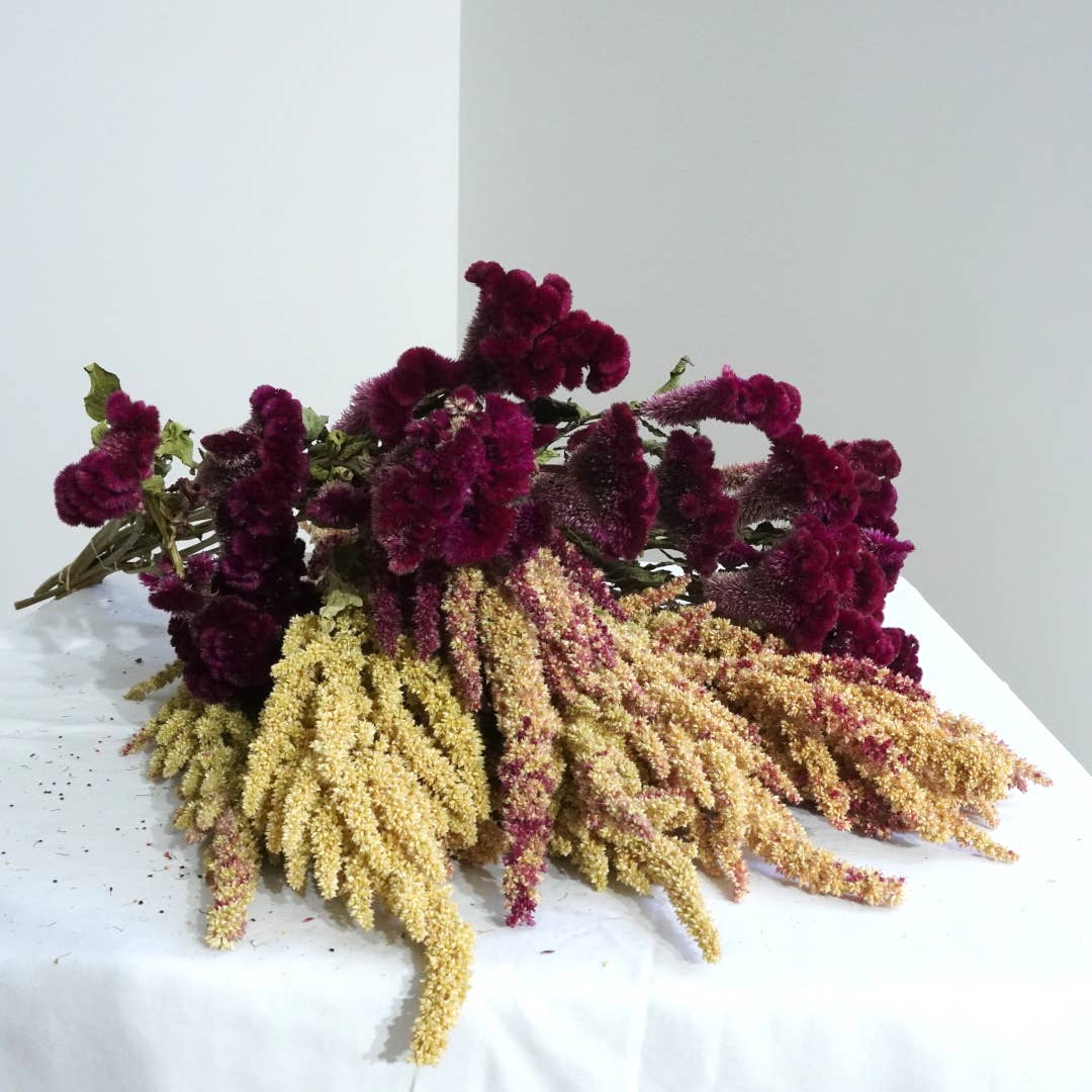 Fence Post Florals - Wholesale Dried/Pressed Flowers - Celosia-Crested-Burgundy2