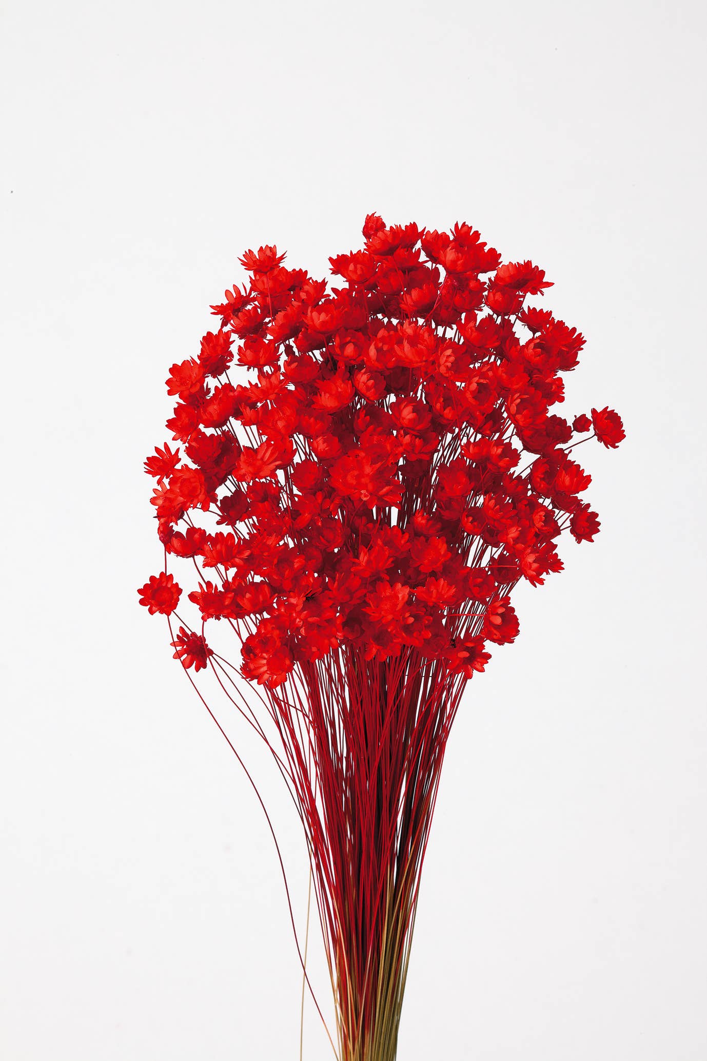 2626 Designs - Wholesale Dried/Pressed Flowers - Dried Preserved Star Flower Blossom Bouquet3