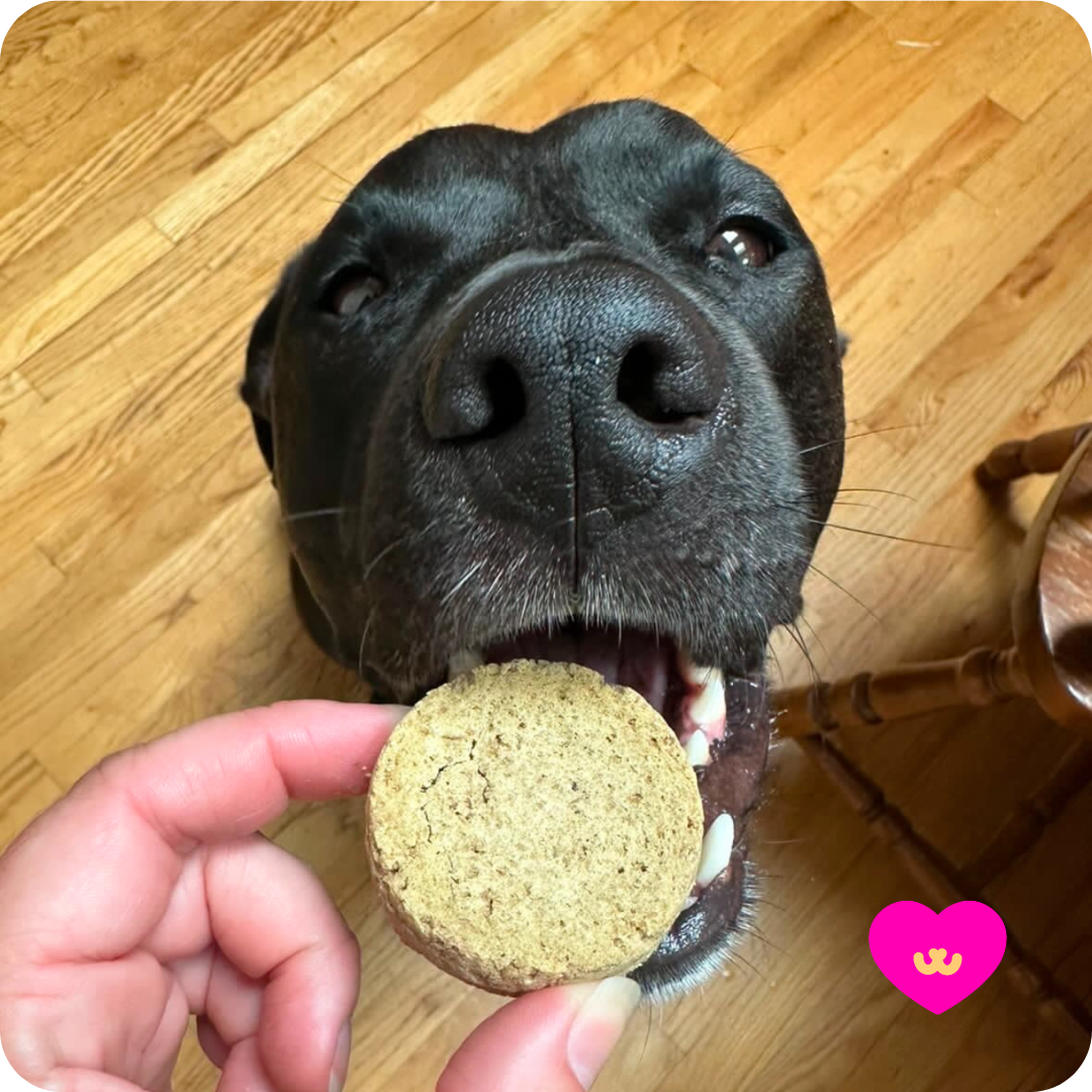 Owa Owa - Wholesale Pet Treats - Dog - Meatzapawn4