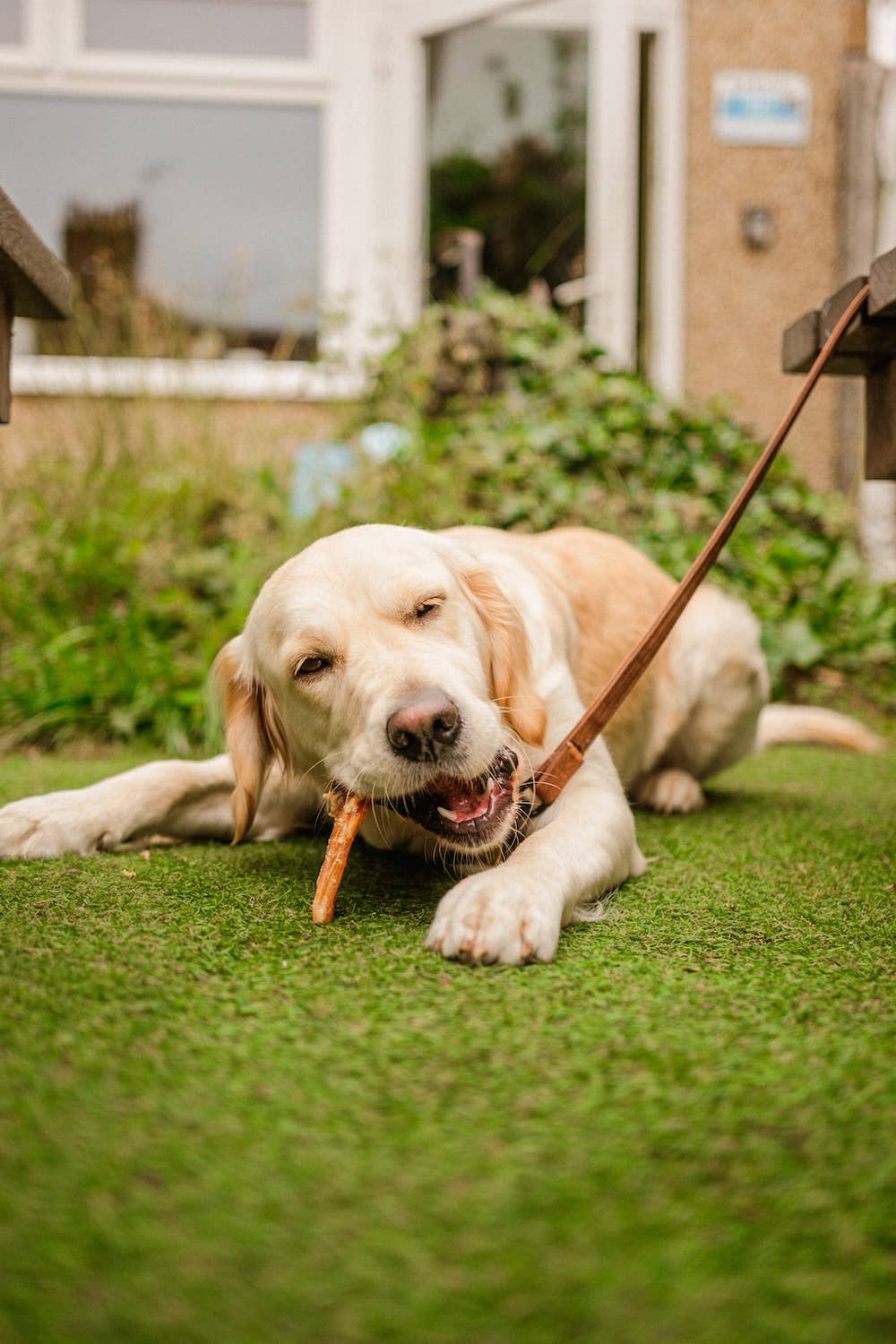 Dewkes Snacks for Dogs – wholesale Pet treats – Dog – Porky Scratchings – Hypoallergenic Natural Dog Treats7