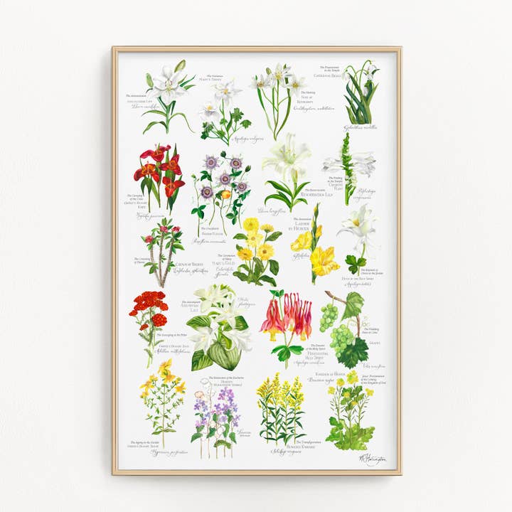 BOTANISCHES ROSENKRANZ-PLAKAT - KOMPLETT für den Großhandel von Rose Harrington