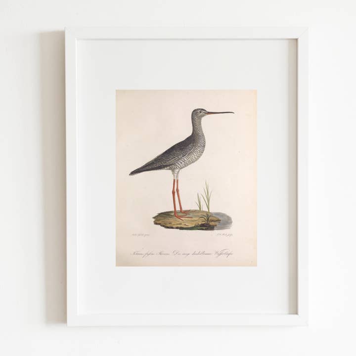 Sea to Skye - Wholesale Art Print - 19th Century Sandpiper Bird Antique Art Print