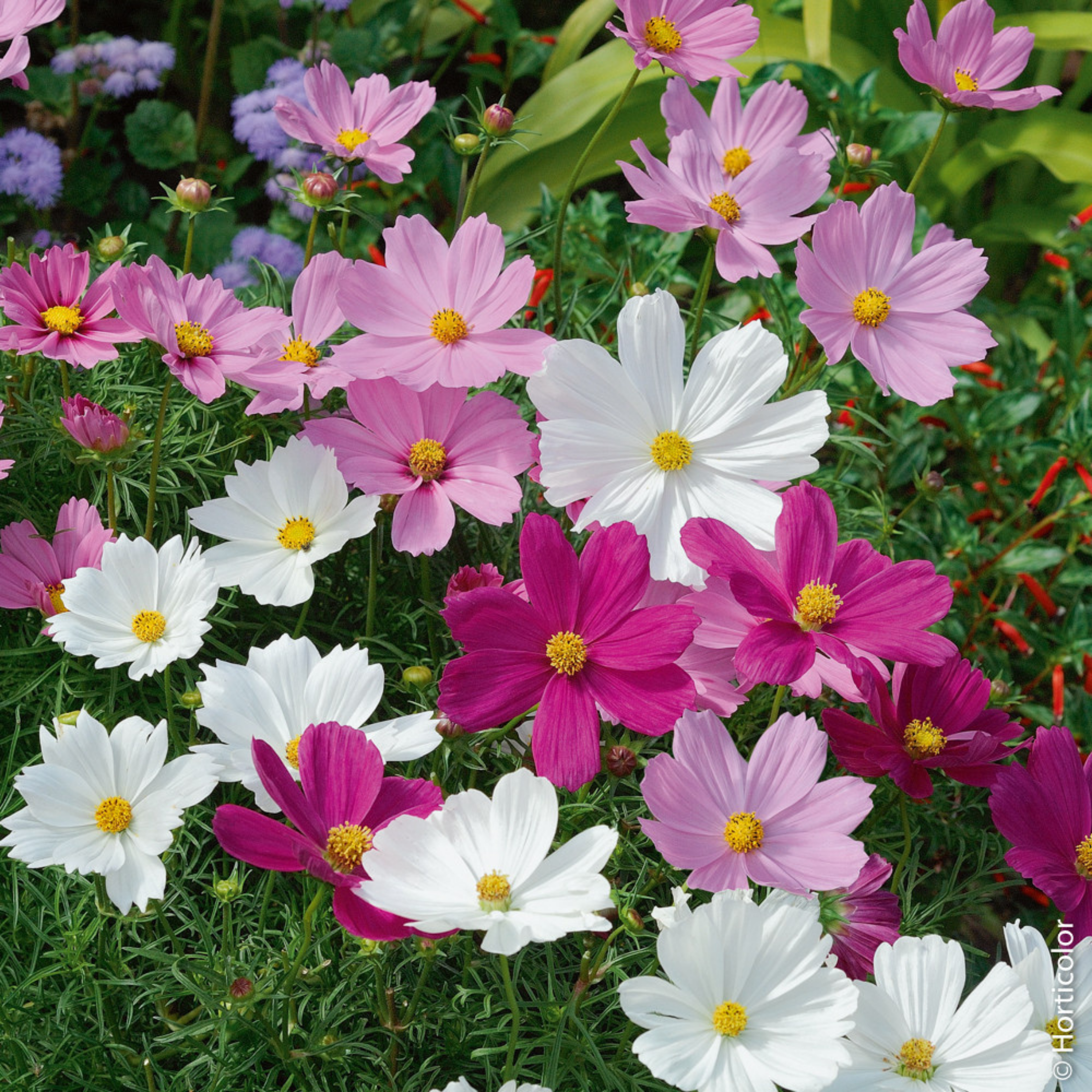 Piccolo Seeds - Wholesale Plant Seeds - Cosmos Psyche Mix1