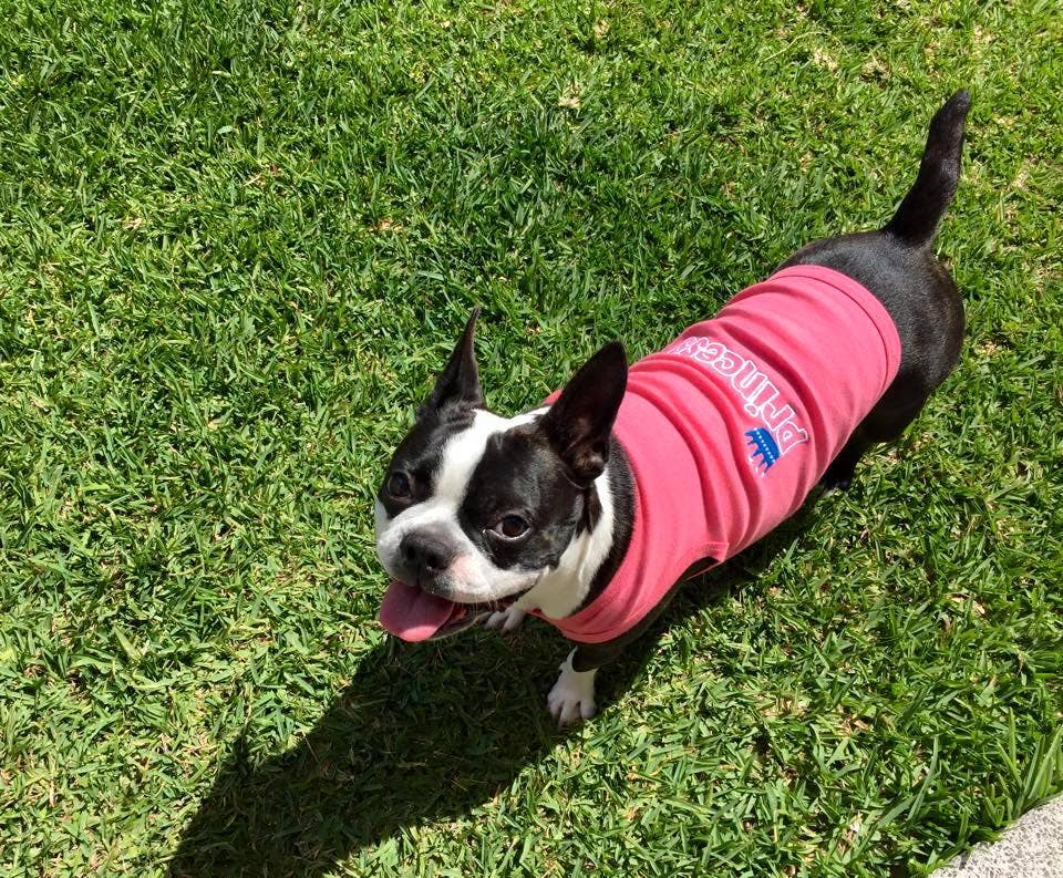 Parisian Pet® - Wholesale Pet Shirt - Dog - Princess Dog T-Shirt – Royal & Stylish Outfit for Small Dogs2