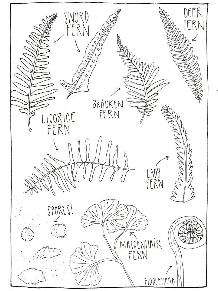 Farne der PNW Coloring Postkarte für den Großhandel von Pen+Pine