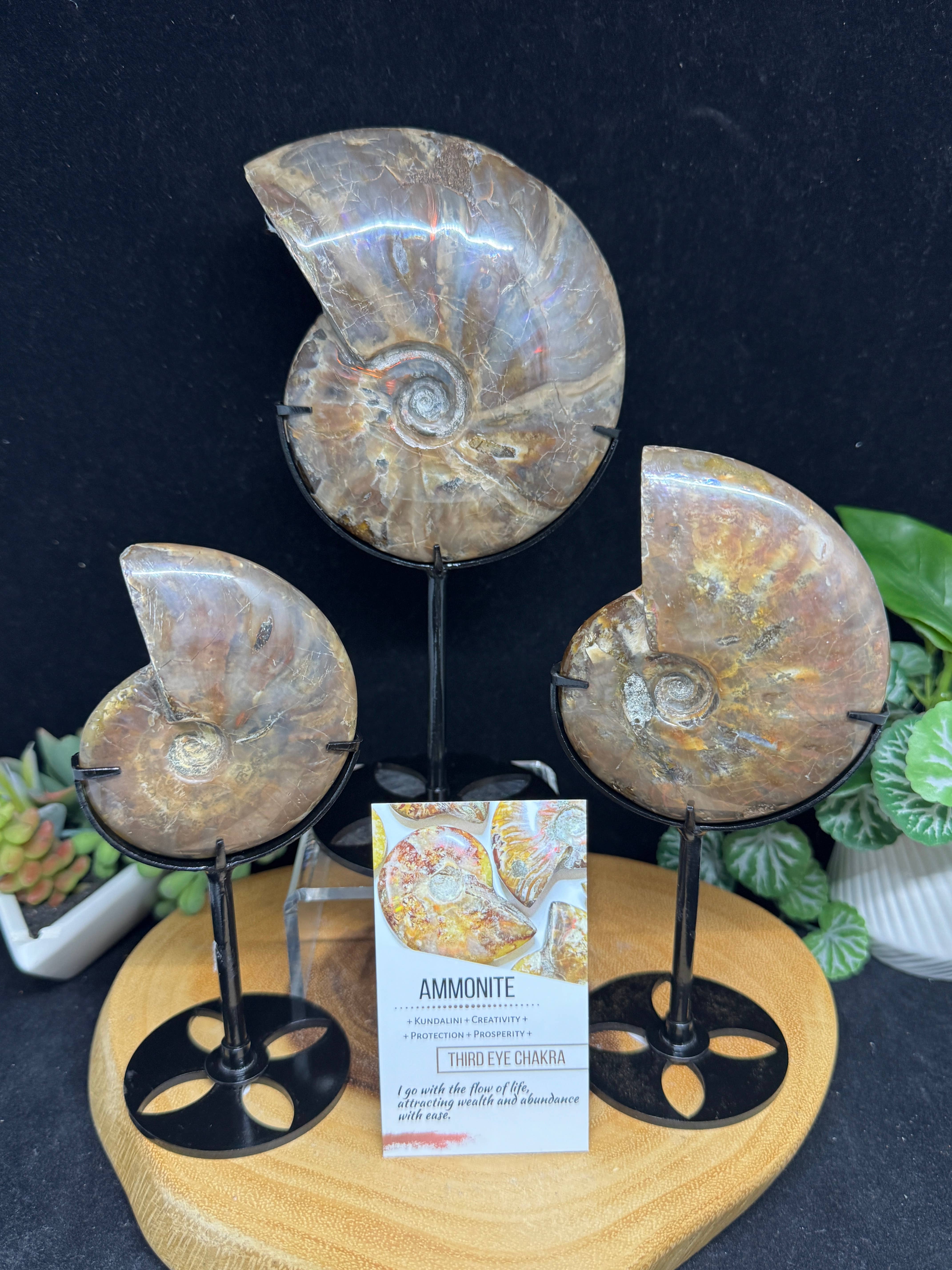 The 7 Directions - Wholesale Spiritual Stone/Crystal - 3 pc Red Lavender Fire ammonite G5471