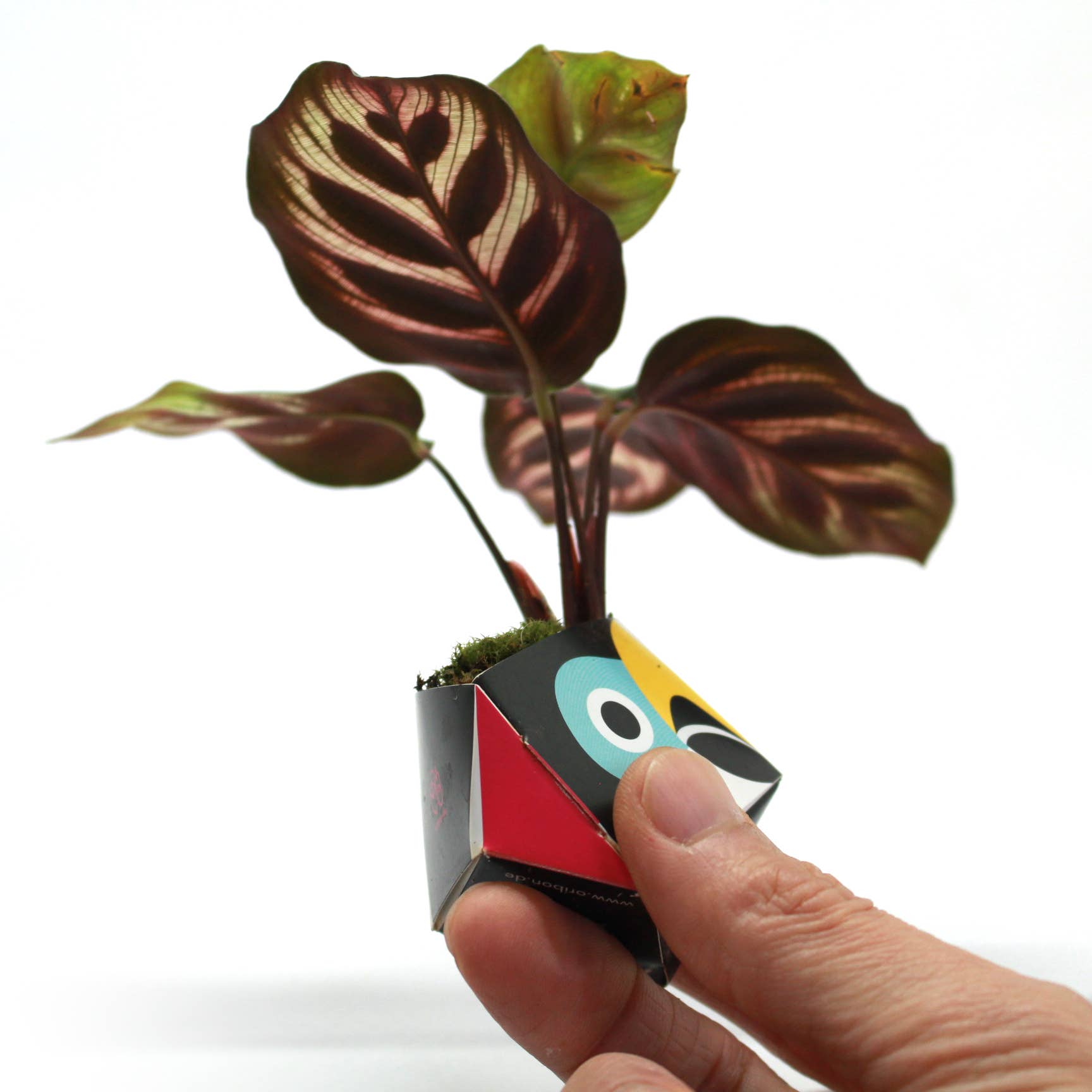 OriBon - Wholesale DIY Craft Kit - 3 OriBon - Rainforest animals collection4