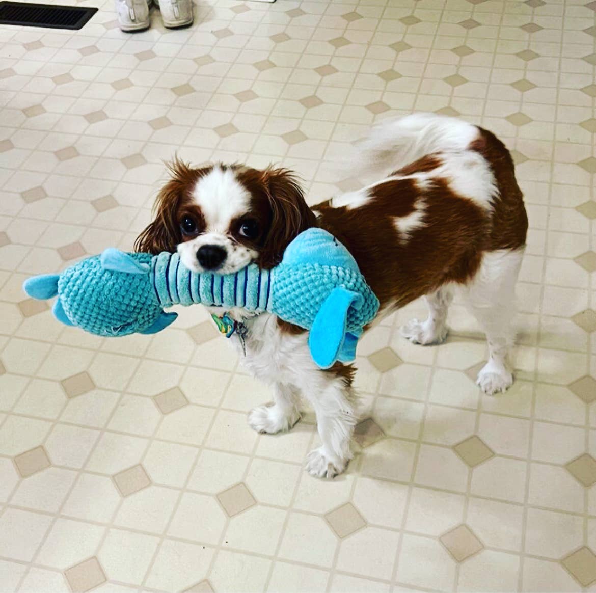 Green Waves Co. – wholesale Pet plush toy – Dog – Dog Plush Toy2