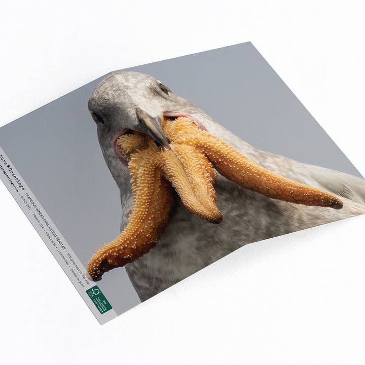 Sea Gull Swallowing a starfish. Coastal themed greeting card for wholesale by Elster Photography/Big Picture Greetings