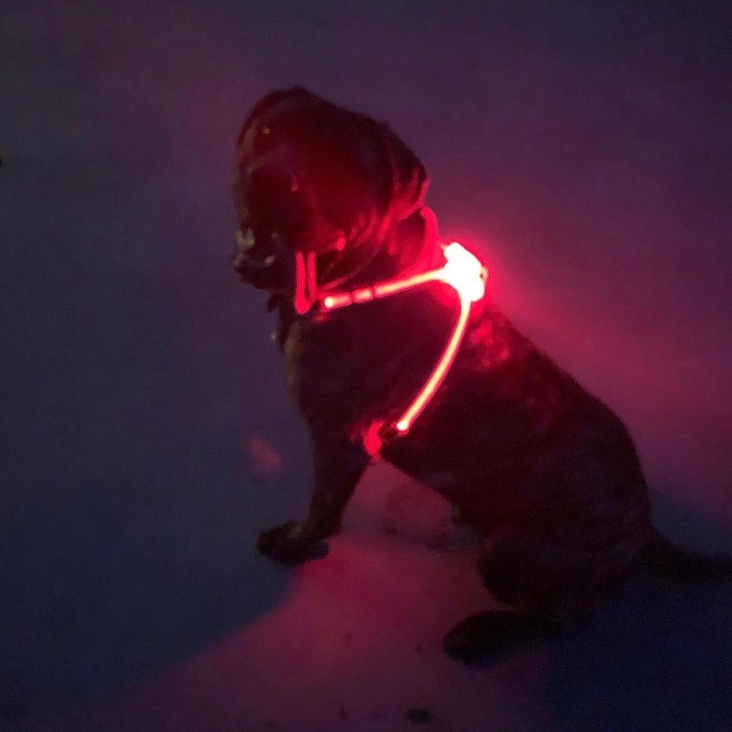 Puppy LED - Venta al por mayor Arnés - Perros - Arnés para perro con luces LED12