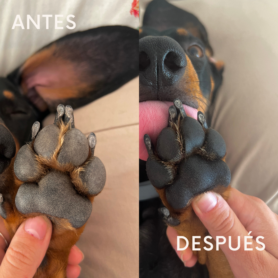 Masco Beauty – wholesale Tasskydd – Balsammousse för hundtassar9