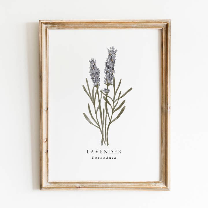 Lavendel Botanisk konsttryck för wholesale av HeatherLucyJ Design