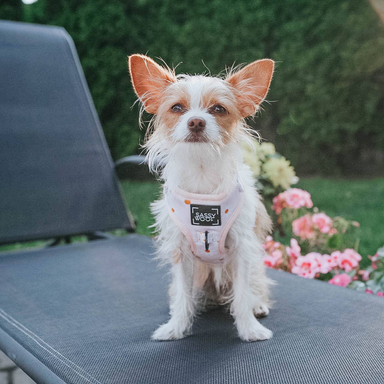 SASSY WOOF - Wholesale Pet Harness - Dog - Dog Adjustable Harness - Dainty Daisy11