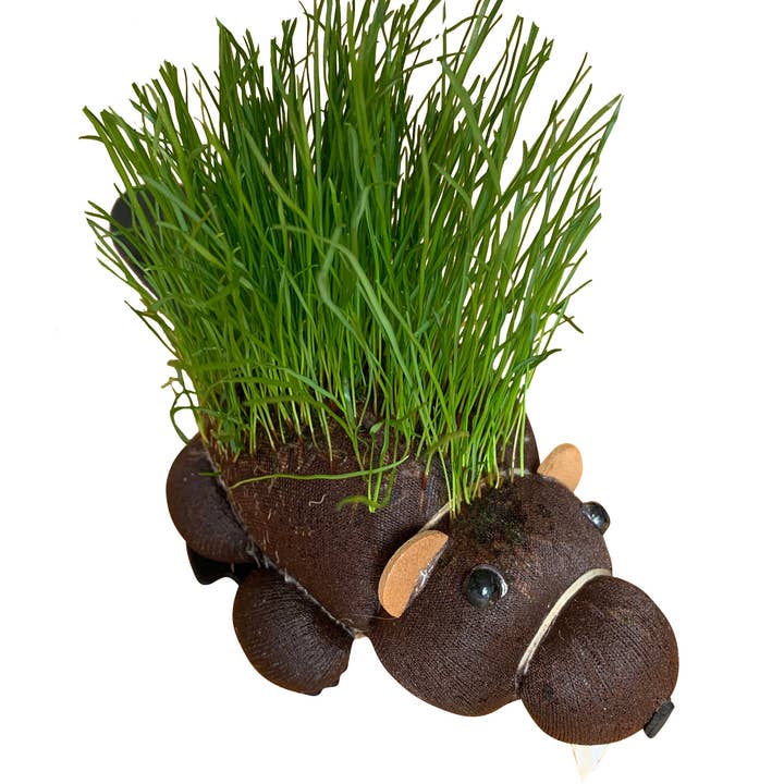 The Diabolical Gift People - Novelty Gifts, Mother's Day - Wholesale Gag Gift/Novelty Gift - Grow Your Own Hairy Beaver - Gag Gifts, Novelty Father's Day - Novelty Gifts