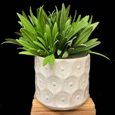 Will's Company - Wholesale Plant Pot - Ceramic Pots with Embossed Design, Ivory in 4 styles - 3"