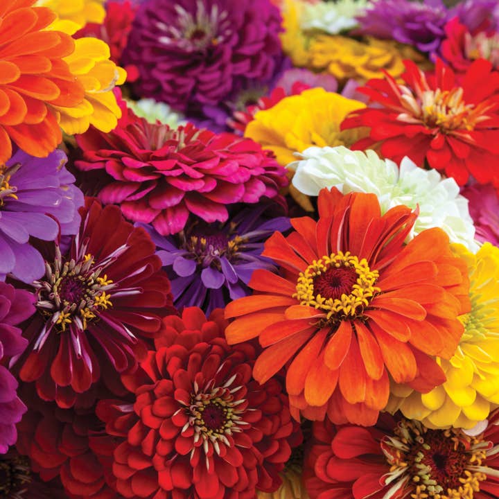 Bentley Seed Co. - Wholesale Plant Seeds - Bulk 250 Piece Eastern Region Flower Seed Packets3