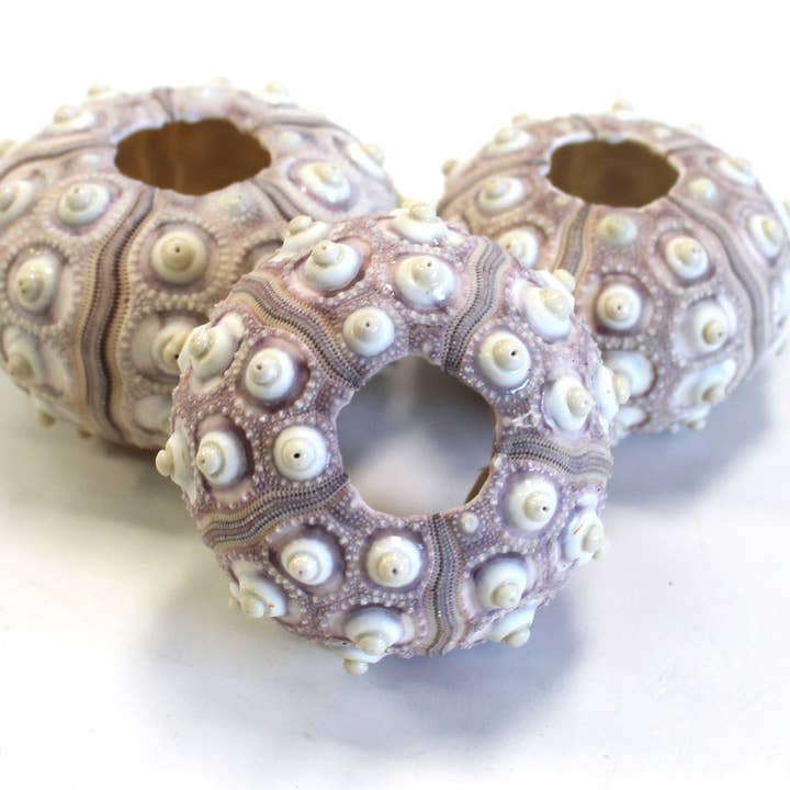 California Seashell Company - Wholesale Decorative Tabletop Object - Sputnik Sea Urchin - 2-2.5"3
