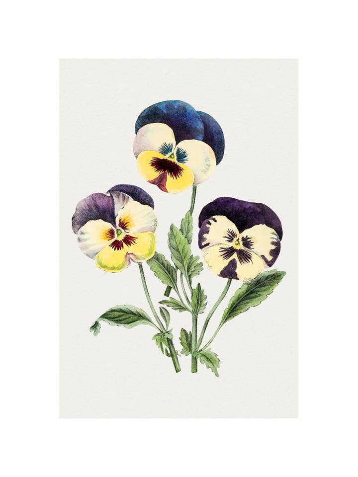 Fikus för wholesale av Sweet Tree Cards