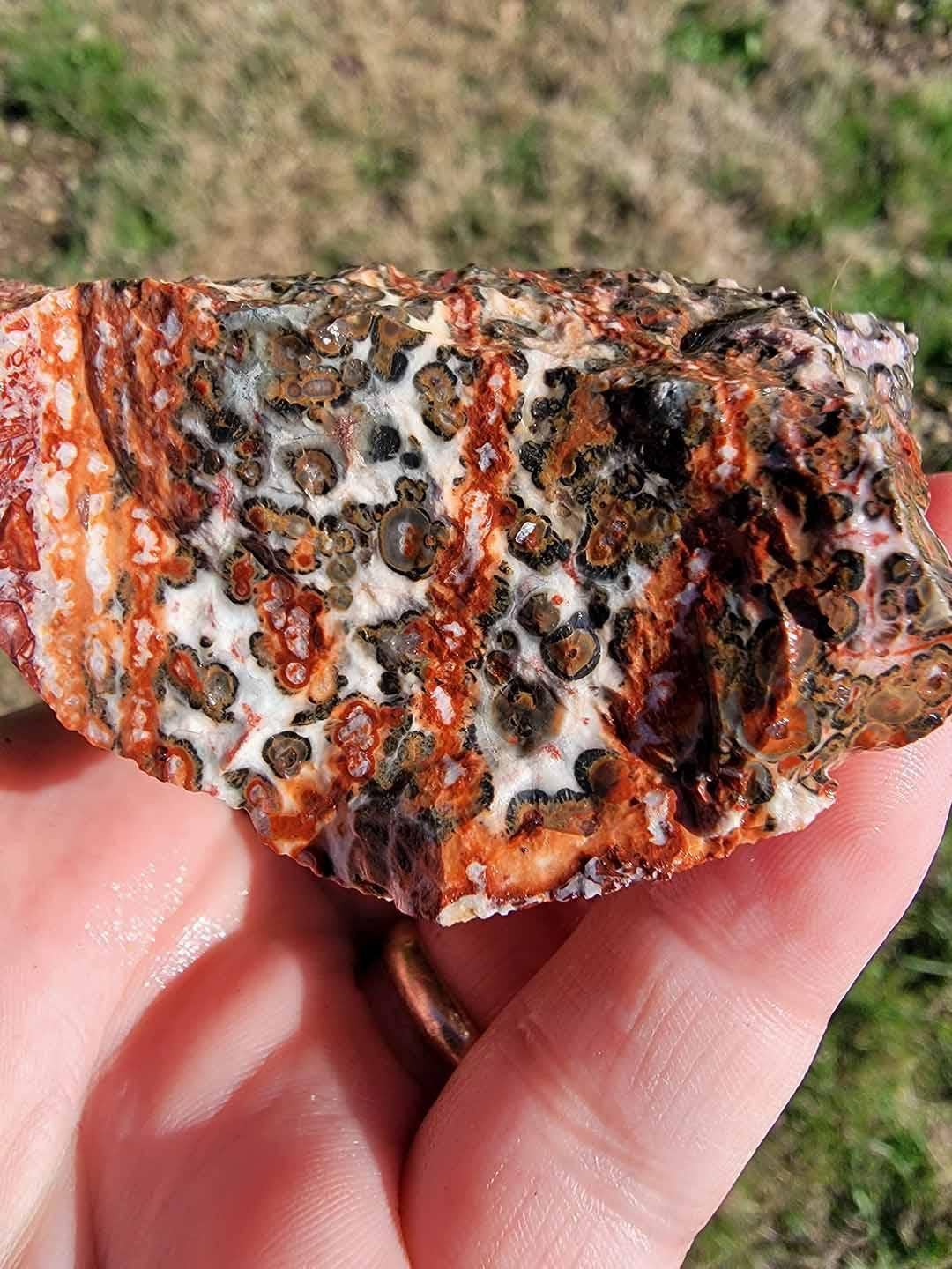 Lapidary Central – Pedra/cristal espiritual por atacado – Amostra Aleatória de Riólito Pele de Leopardo Mexicano em Bruto!1