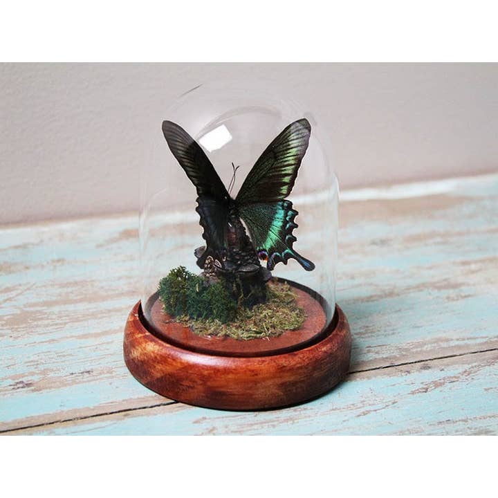 Maackii Butterfly in a Dome for wholesale by Newman Art Designs