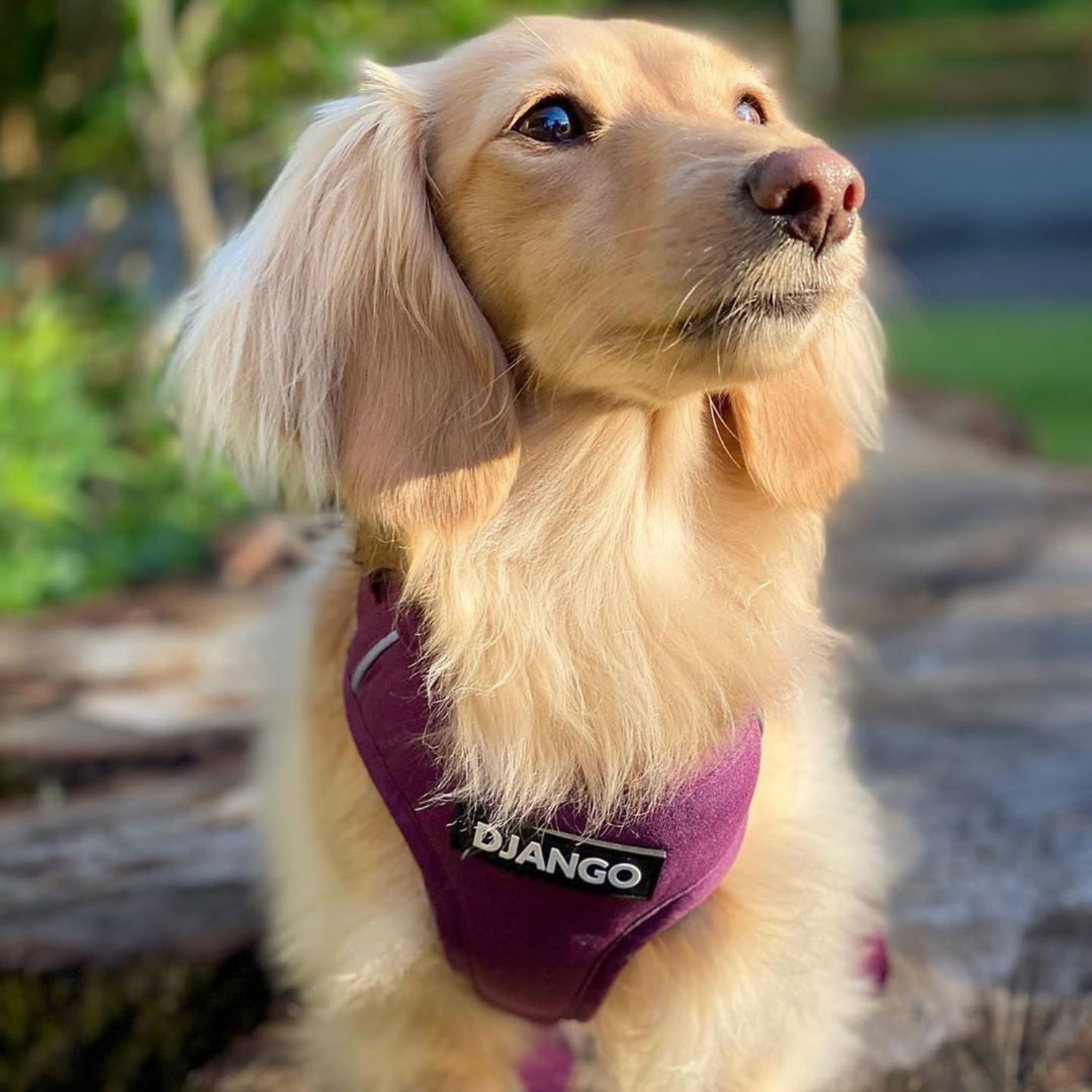 DJANGO - Wholesale Pet Harness - Dog - Adventure Dog Harness - Plum Purple5