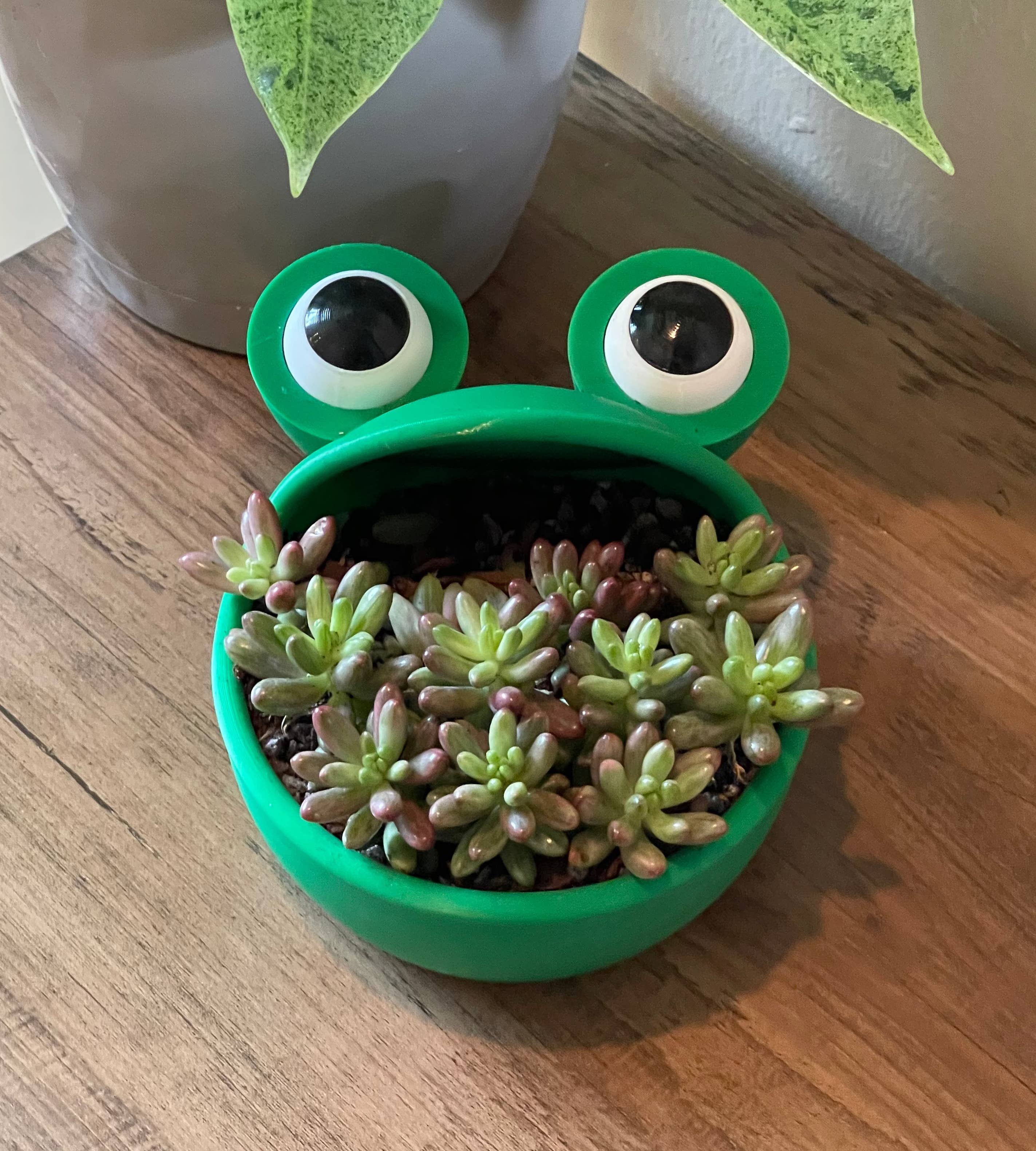 Genetic Designs - Wholesale Plant Pot - Big Mouth Frog Planter