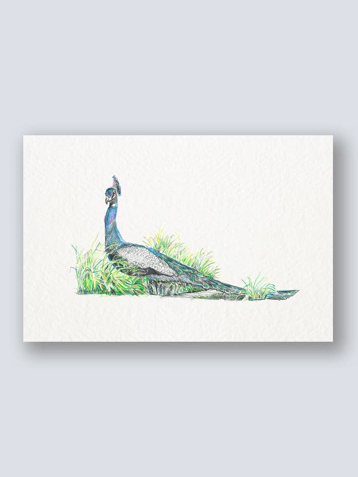 Peacock Greeting Card for wholesale by Benji's of Brooklyn