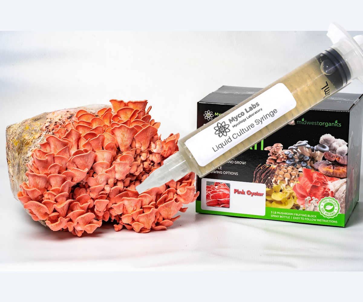 Midwest Grow Kits – wholesale DIY food kit – Pink Oyster Liquid Culture Syringe (10cc)