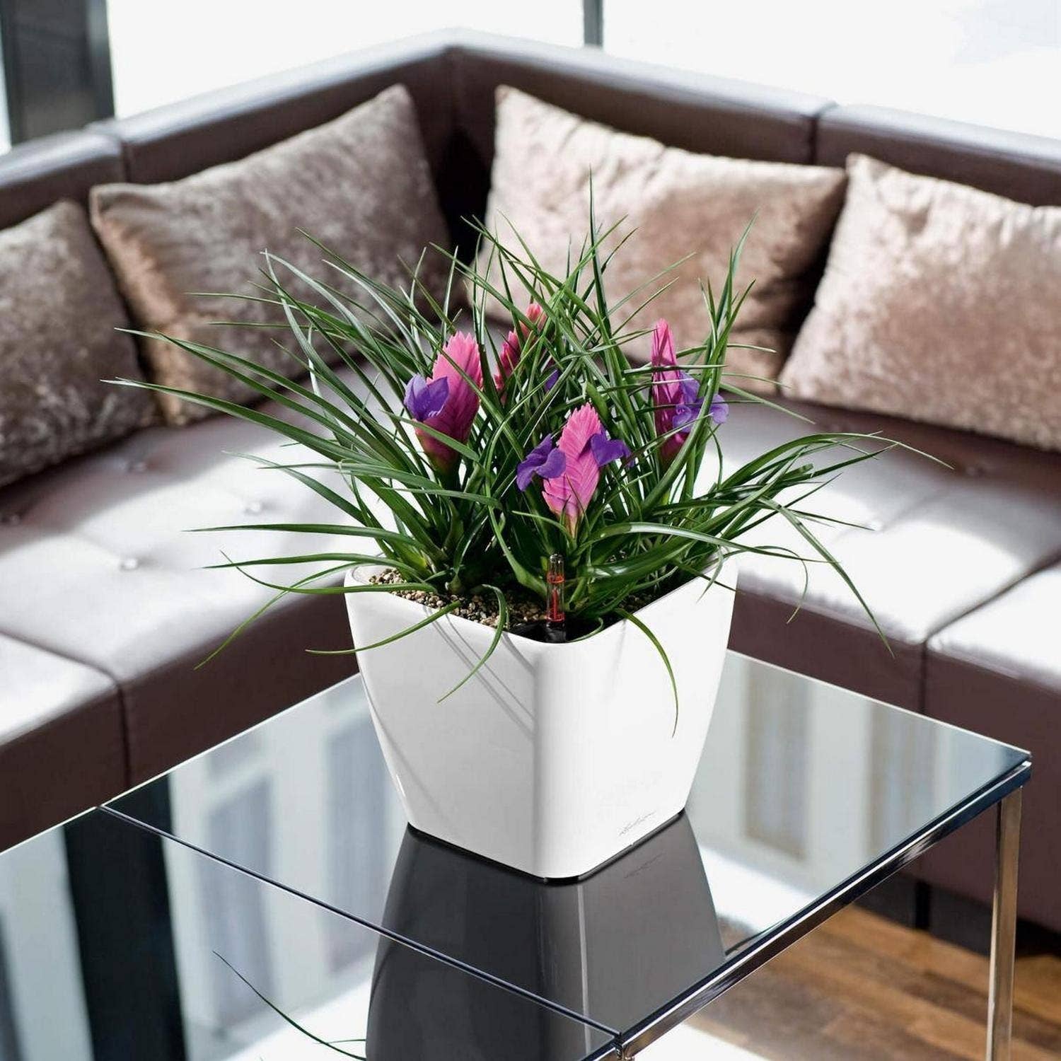 Lechuza Self Watering Planters - Vendita all'ingrosso Vasi per piante - Fioriera quadrata LECHUZA QUADRO LS Poly Resin8