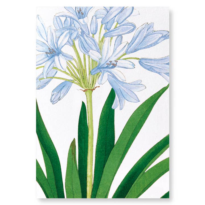 AGAPANTHUS: Lámina artística para venta al por mayor de Ezen Trade