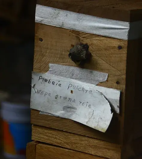 Zayti L.T.D.M - Wholesale Honey - PRECIOUS MELIPONA HONEY (ORGANIC): 300G JAR - SCAPTOTRIGONA3