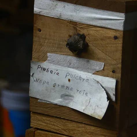 Zayti L.T.D.M - Wholesale Honey - PRECIOUS MELIPONA HONEY (ORGANIC): 300G JAR - SCAPTOTRIGONA3