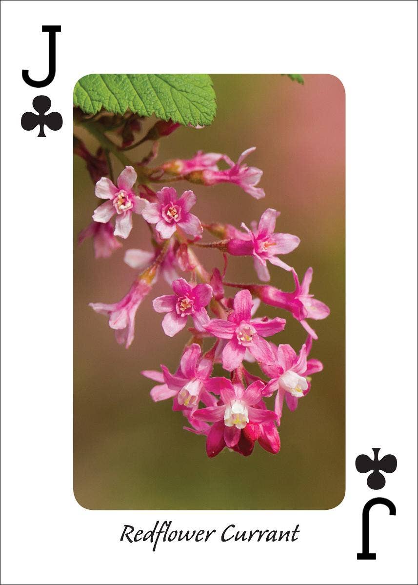 AdventureKEEN - Wholesale Playing Cards - Wildflowers of Northwest Playing Cards4