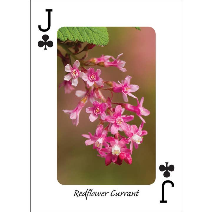 AdventureKEEN - Wholesale Playing Cards - Wildflowers of Northwest Playing Cards4