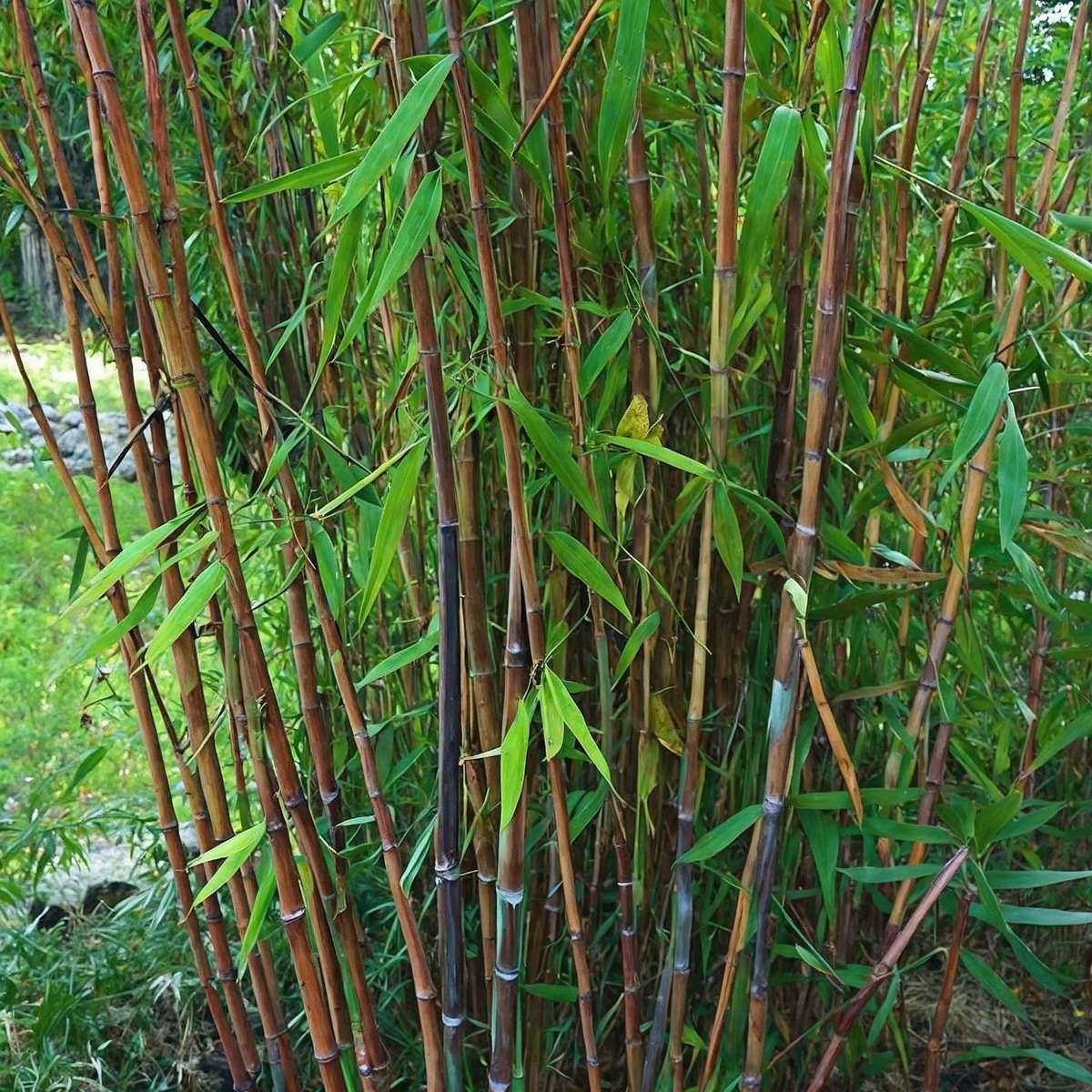 Oasis of Life - Wholesale Live Plant - Bamboo – 6 plants – Fargesia nitida 'Gansu' – Hardy, non-invasive bamboo for hedges & privacy screens – Evergreen & easy to care for – Height 50–70cm – Ø17cm8