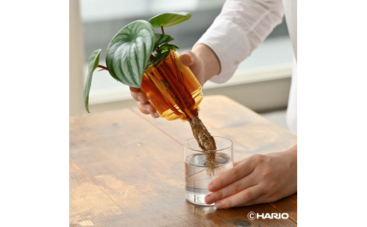 HARIO USA - Wholesale Vase - Glass Flower Vase26