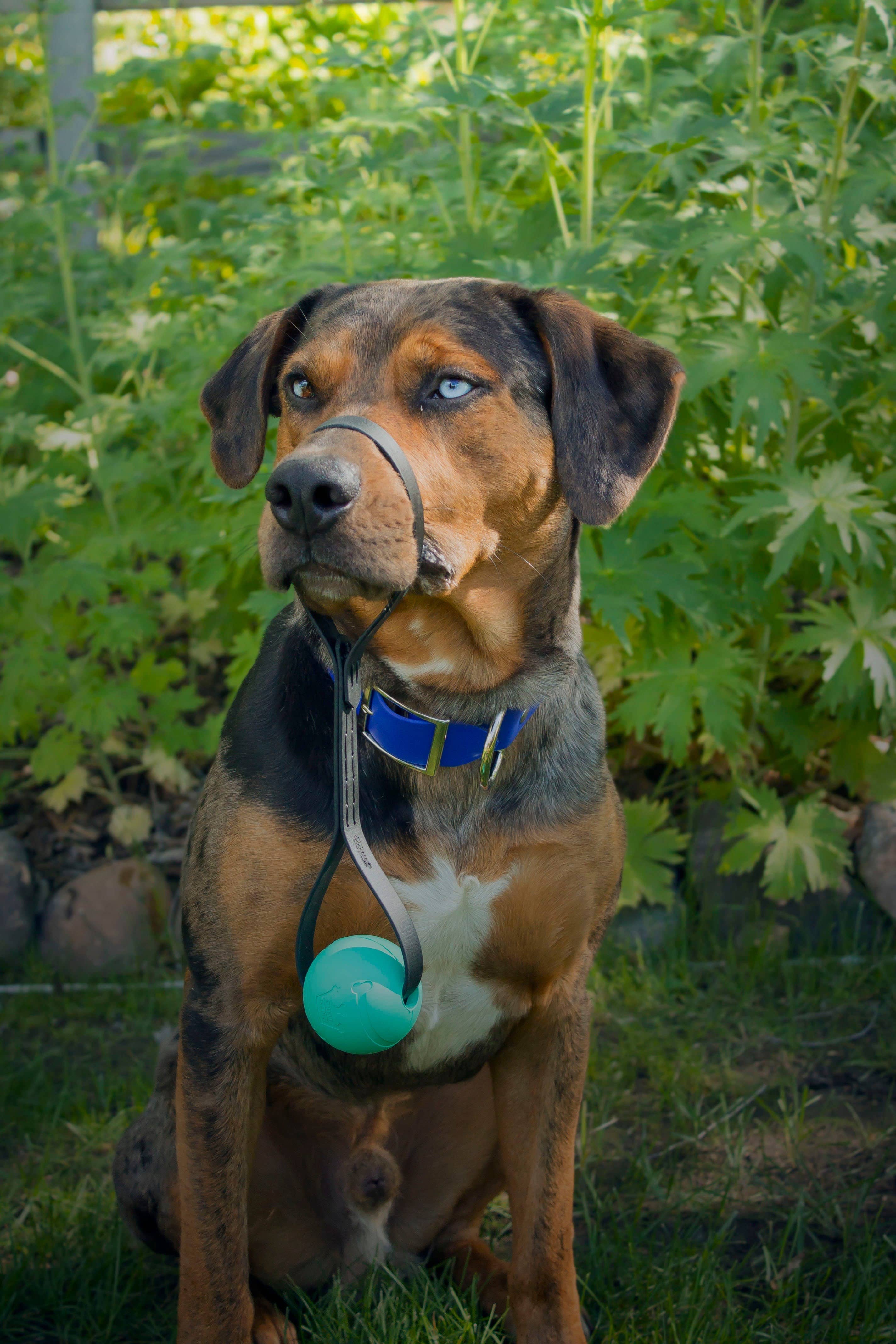 GoodWalk Collars & Leashes | Waterproof Gear for Dogs - Wholesale Pet Fetch Ball - Dog - Dog Fetch Ball | Tug Toy | Waterproof | Vegan Leather Handle1